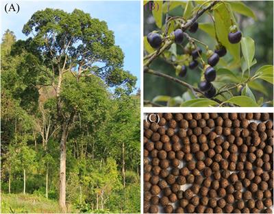 Seed Dormancy Release and Germination Requirements of Cinnamomum migao, an Endangered and Rare Woody Plant in Southwest China